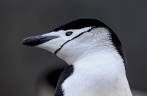 Chinstrap penguin (pinguim de barbicha) em Elephant Island, na Antártida
